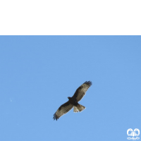 گونه سارگپه جنگلی European Honey Buzzard